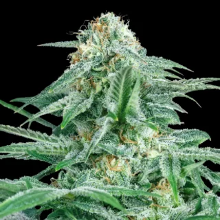 gorilla glue 420 seeds