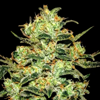 Moby Dick - 420 Seeds