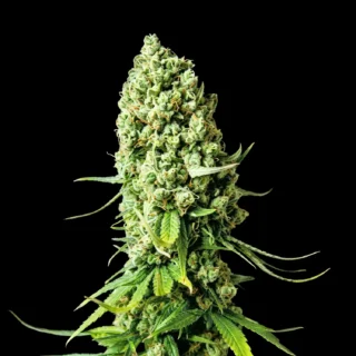super skunk 420 seeds
