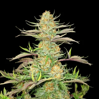 grapefruit glow 420 seeds