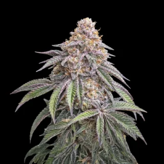 sherbet biscuit 420 seeds