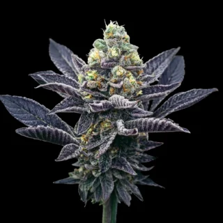 tangerine ice 420 seeds
