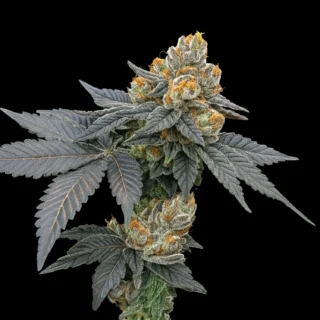 the don og 420 seeds