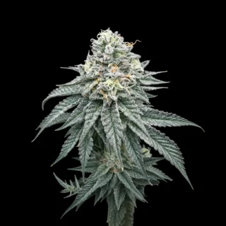 vanilla milkshake 420 seeds