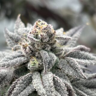 sherbet biscuit 420 seeds