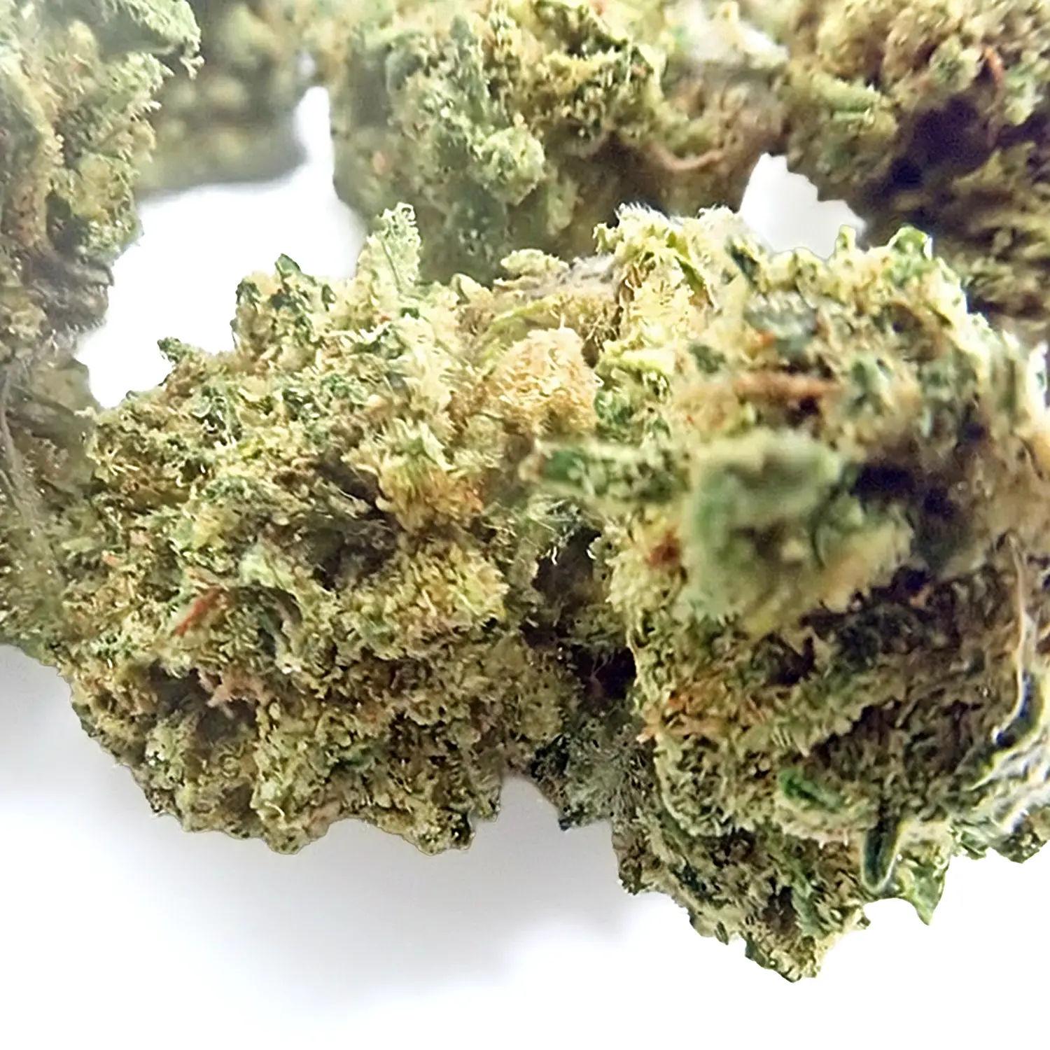 Redwood Cream Gold Outdoor 420 - Imagen 2