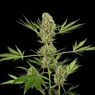 Alpine Calm Auto CBD - 420 Seeds