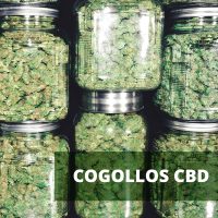 cogollos_cbd-2