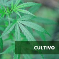 Cultivo marihuana