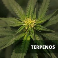 terpenos